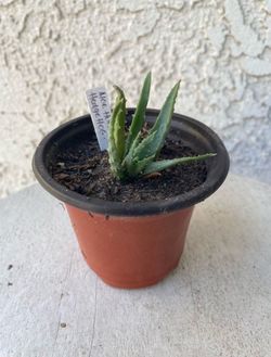 3 Inch Pot of Succulent Plant - Hedgehog Aloe - Aloe Humilis - Established & Rooted - Drought Resistant - 🪴
