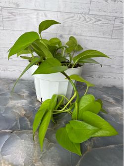 Neon Pothos - Indoor Houseplant