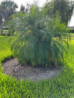 Shrub & palm trimming
