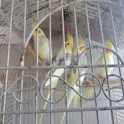 Cage