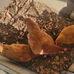 Organic Chicken Compost Fertilizer