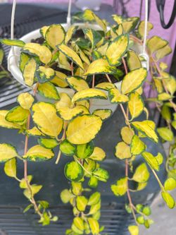 Beautiful  Japanese Euonymus Emerald and Golden Plant