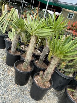 Madagascar palm in 7 gallon pots $80 each