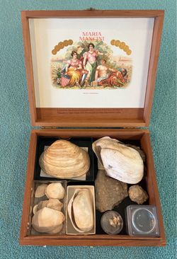 Prehistoric Seashells & Marine Fossils from Pleistocene plus Jurassic Crinoids
