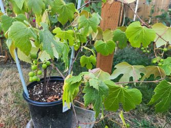 Concord grapes vine