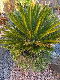 Sago Palm Live Outdoor Plant