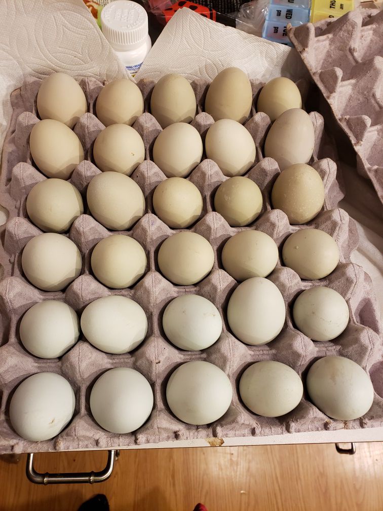 Fresh homestead cruelty free eggs!