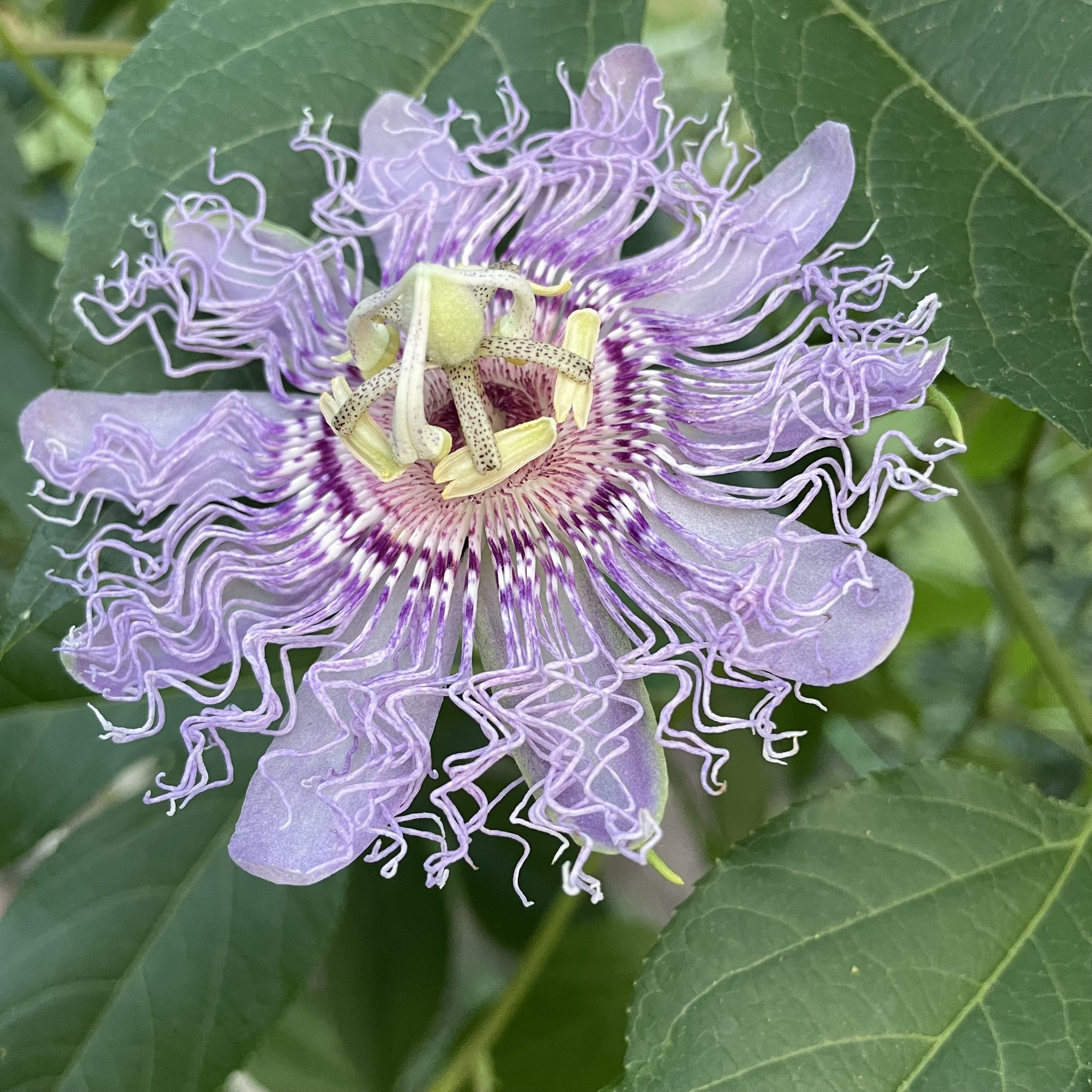 Purple Passionflower / Maypop baby plants $5 each  Transplant them into the garden in spring. They climb the trellis like grapes. Beautiful flowers bl