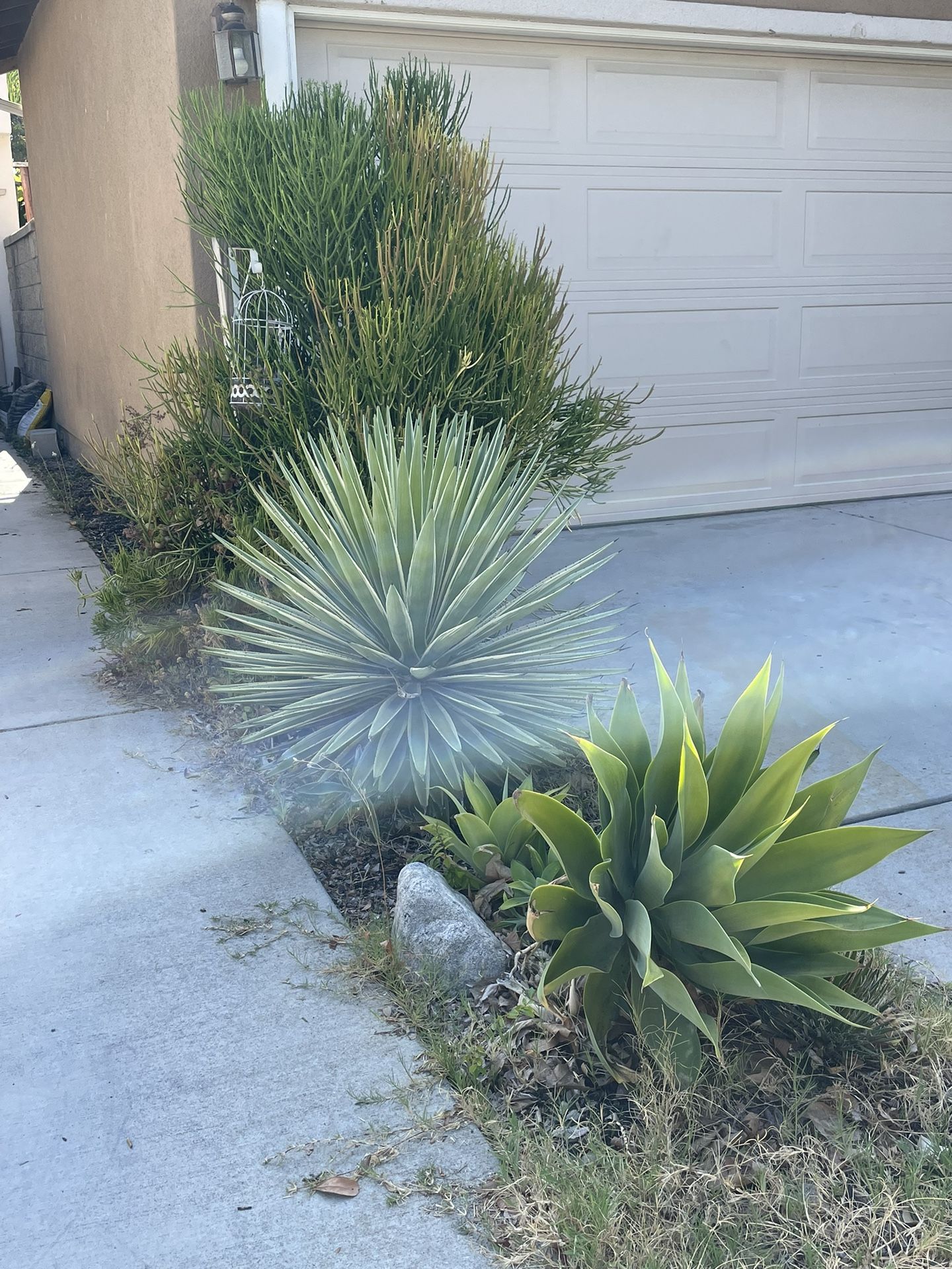 FREE Succulents