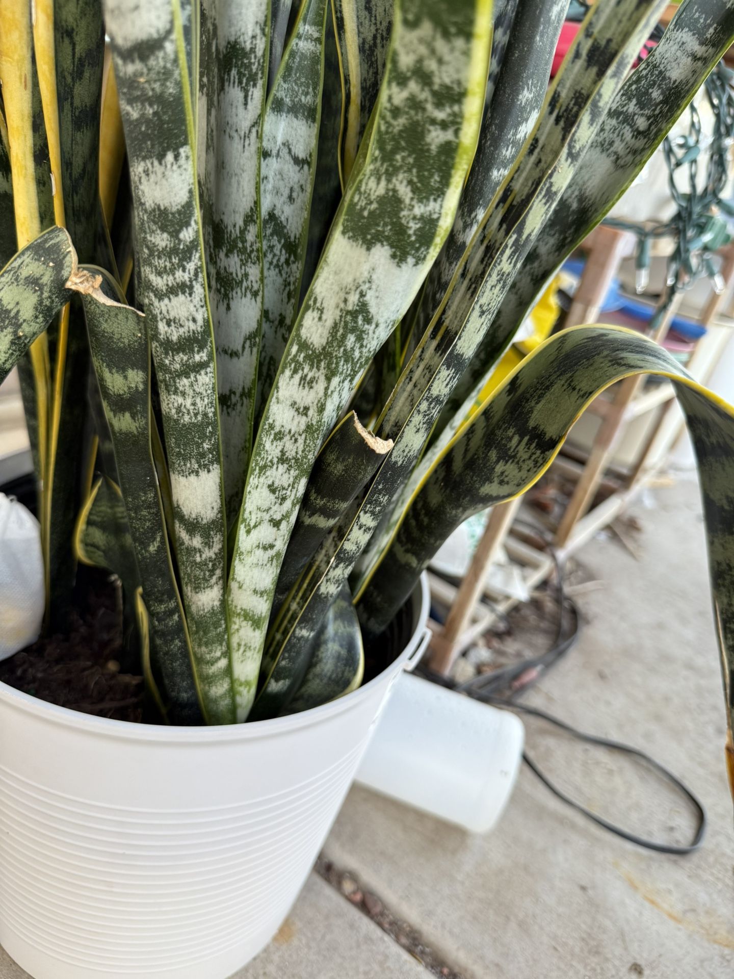 Snake Plant Cuttings 🌿 Easy Houseplant – $4 Each / 3 for $10