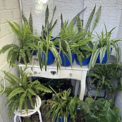 Houseplants Live Hanging Plants Home Decor Garden Healthy & Thriving - 15 each 