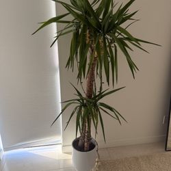 Yucca Potted Plant