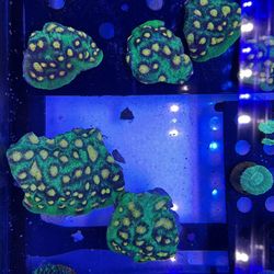 Fake Coral Decoracións