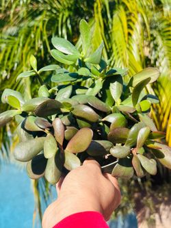 Jade plant
