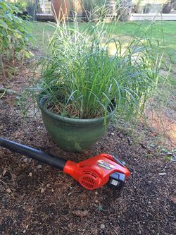 Decorative Ornomental Garden Grass in Planter