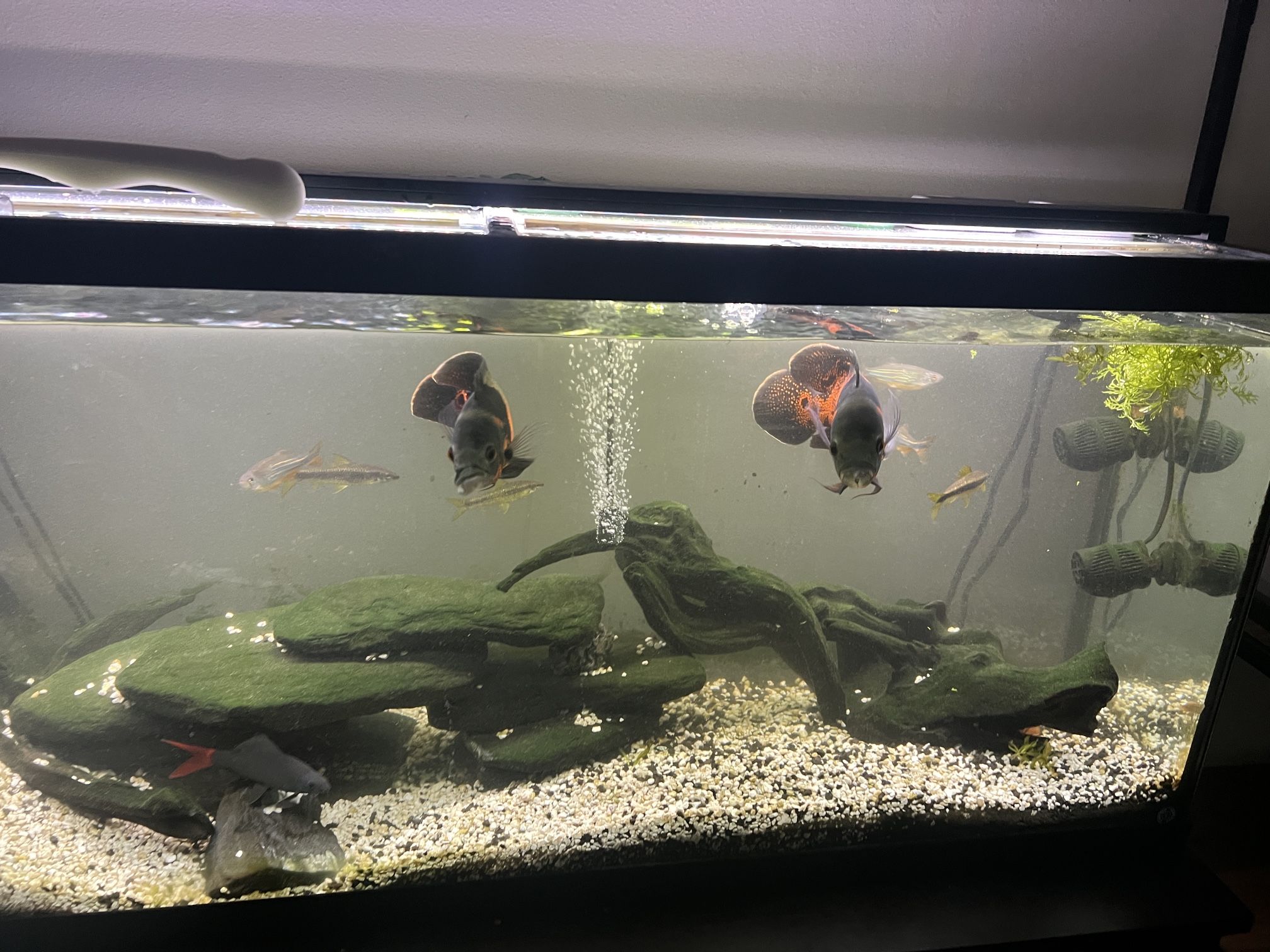 55 Gallon Tank With Stand