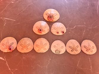 Glazed Sand Dollars