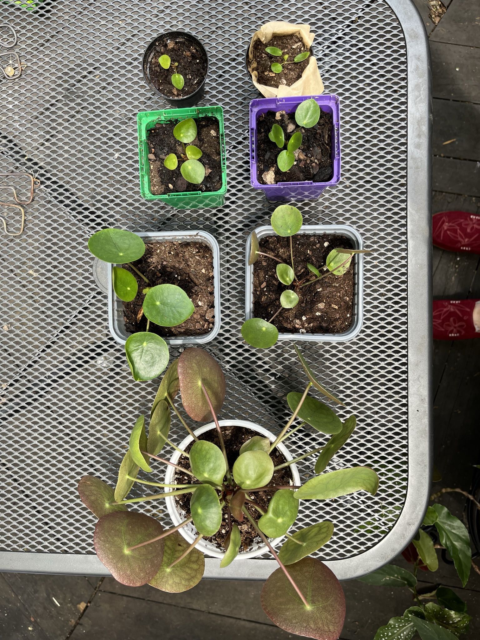 Pilea Peperomioides