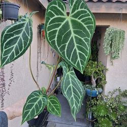 Anthurium REGALE Plant $43