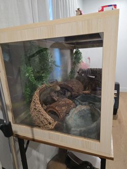 Bearded dragon tank