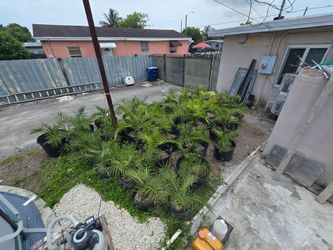 Potted Palm Trees – Lot of 15+