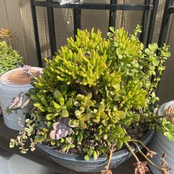 Succulent Plant arrangements Medium Sized 