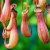 PlantsWithAlan