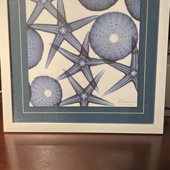 Blue Starfish Picture