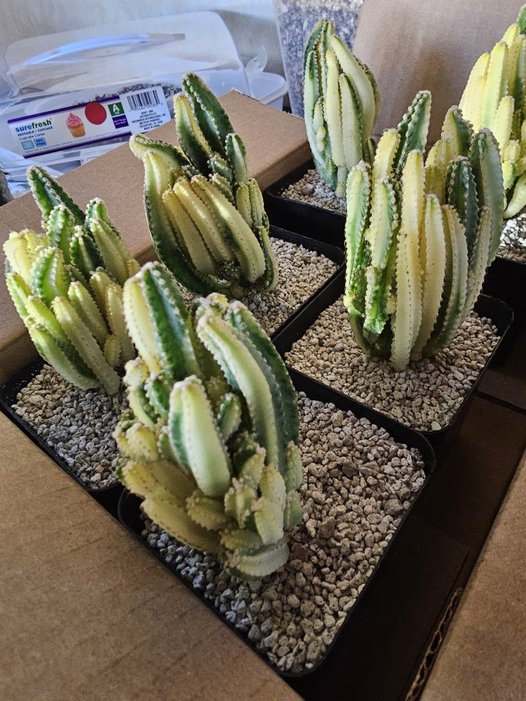 Variegated Fairy Castles