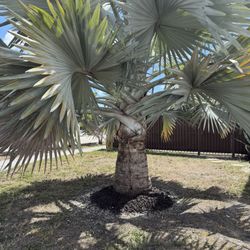 Silver Palm 12Ft 