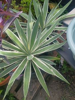 Plants