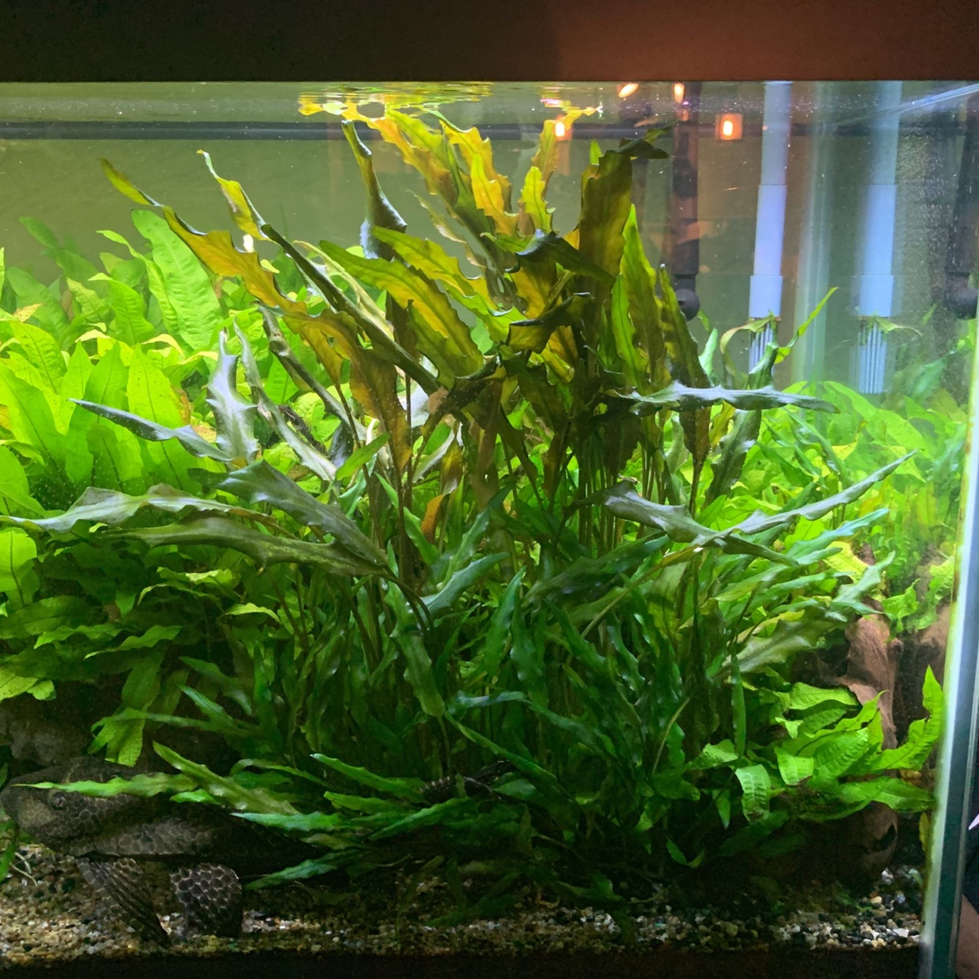 Live Fish Tank  Plants 