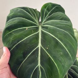 Philodendron Gloriosum plant 
