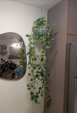 very long pothos in hanging planter pot