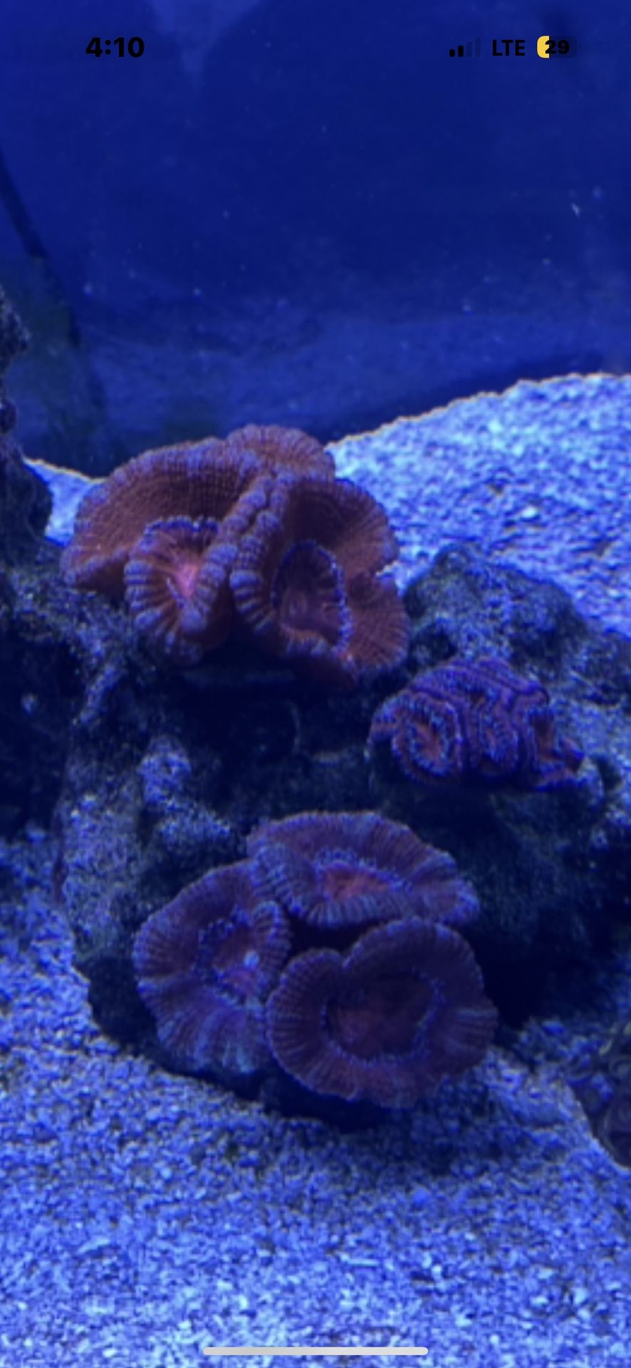Acan Coral Decoration Fake