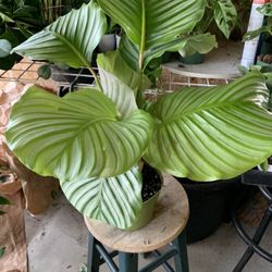 Calathea Orbufolia Plant 