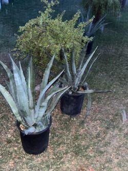 A large array of plants