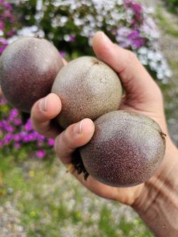 Passion Fruit