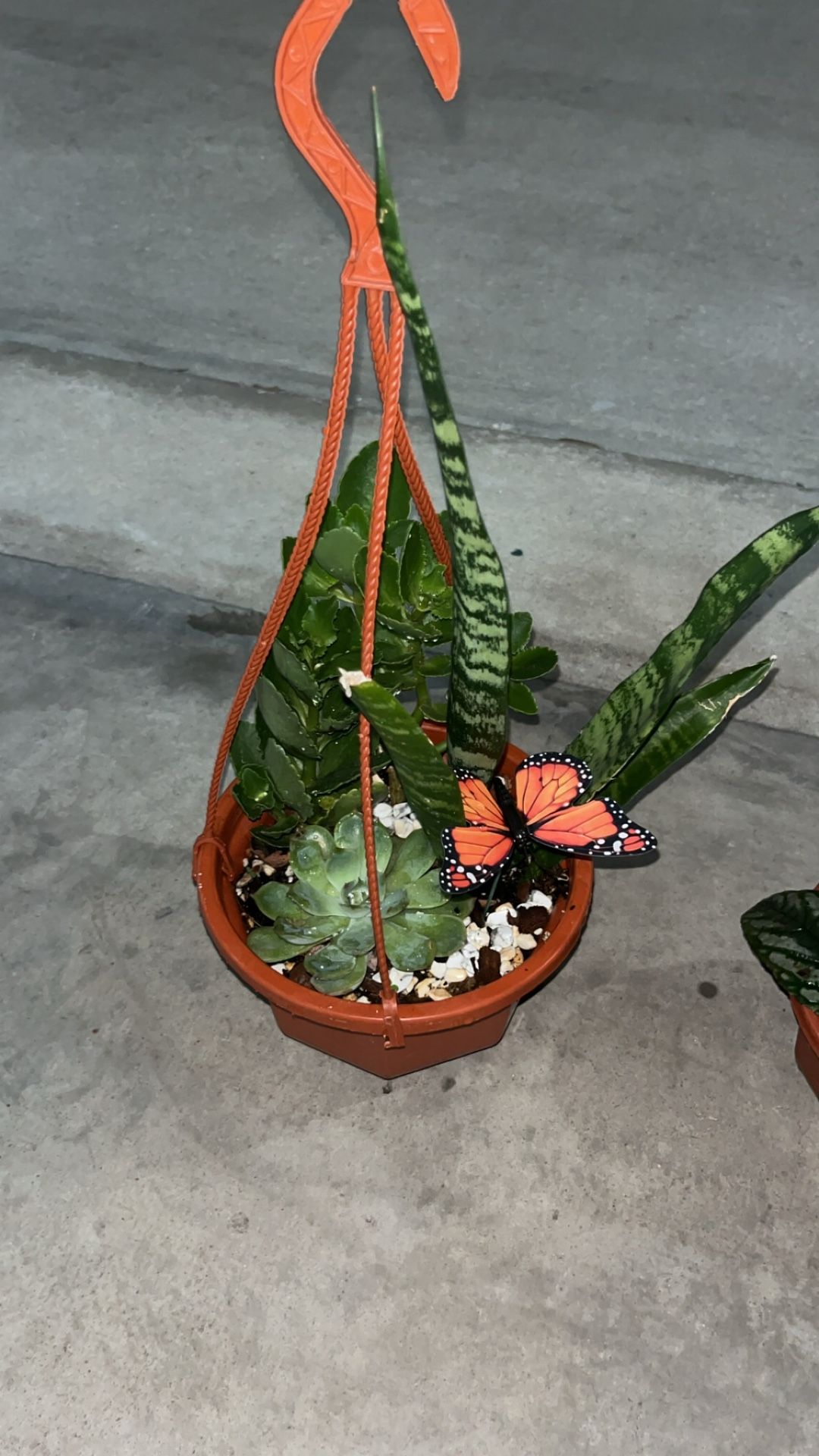 Hanging Succulent Arrangement ๐ฆ