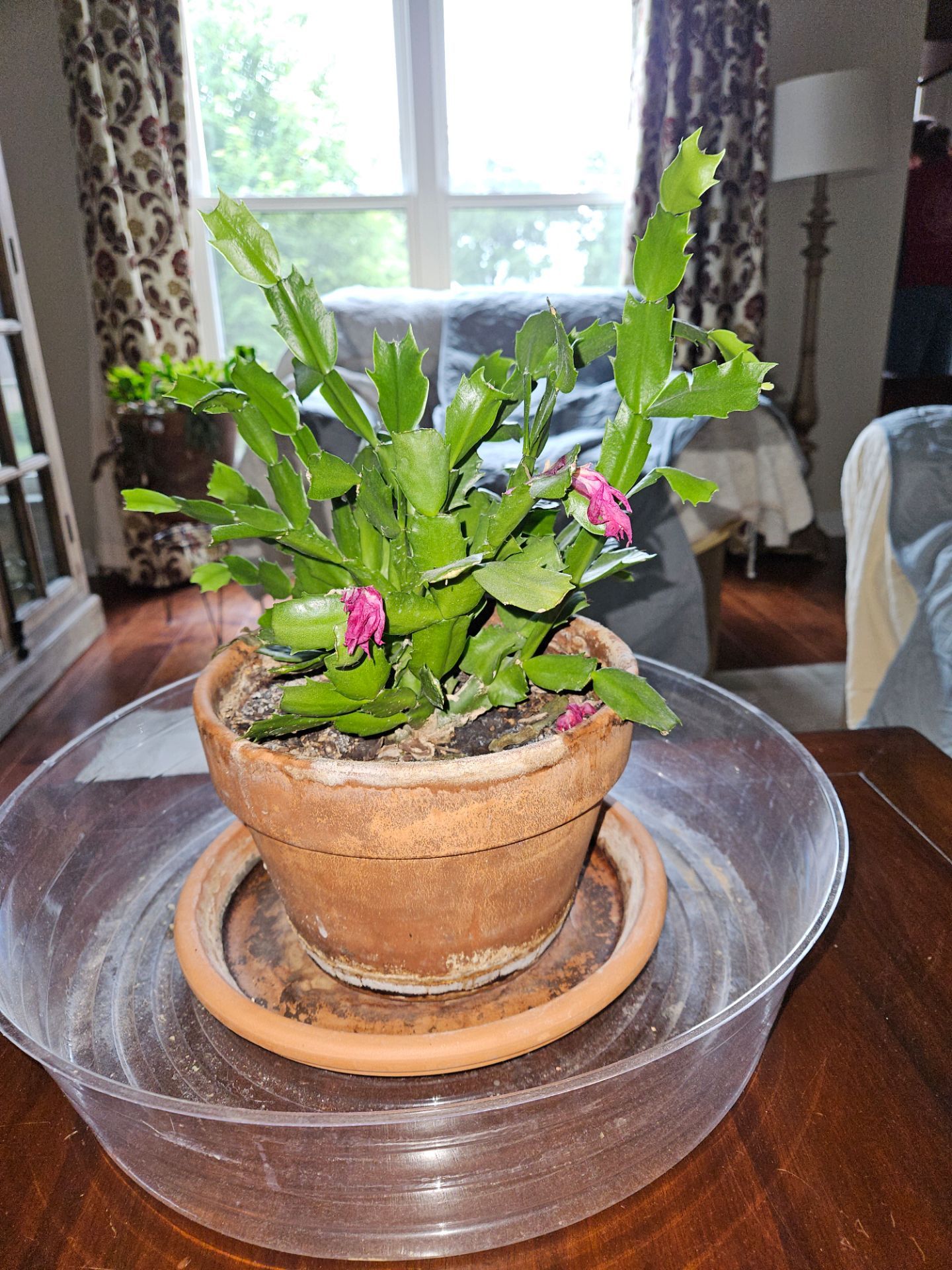 ***PLANTS - CHRISTMAS CACTUS***