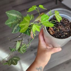 Passiflora trifasciata Plant 