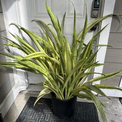 Snake Plants