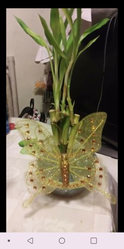 Plants and other arrangements