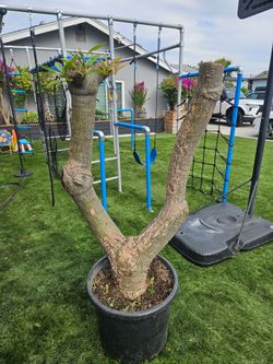 Old Plumeria Bonsai Tree