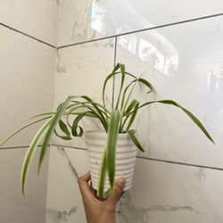 2 Spider Plants In A Pot 