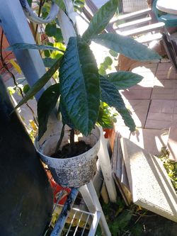 Mispero tree