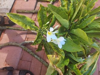 Freeee plumeria planta