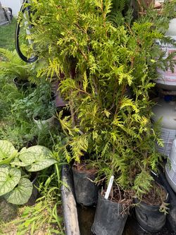 Green giant privacy tree