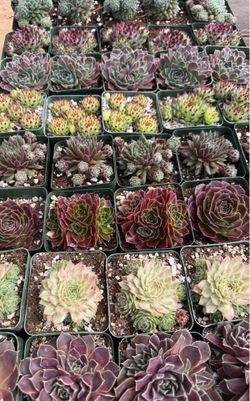 Sempervivum Collection Plants
