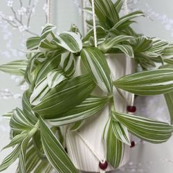 Tradescantia Albiflora Variegated Easy To Care House Plant In Beautiful Textured Pot 5”H.